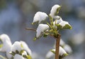 Snow on raspberry leaf spring Royalty Free Stock Photo