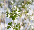 Snow on raspberry leaf spring Royalty Free Stock Photo