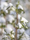Snow on raspberry leaf spring Royalty Free Stock Photo