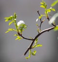 Snow on raspberry leaf spring Royalty Free Stock Photo