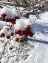 Snow And Red Berries On Tree 3