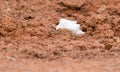 Snow on red clay in nature Royalty Free Stock Photo