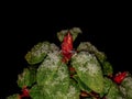 Snow on Red Rhododendron Bud with Green Leaves in the Dark Royalty Free Stock Photo