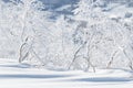 Snow and rime covered birch trees Royalty Free Stock Photo