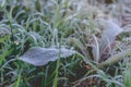 Snow and rime ice on the branches of bushes. Autumn winter background with twigs covered with hoarfrost. Green leaves covered with Royalty Free Stock Photo