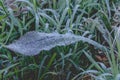 Snow and rime ice on the branches of bushes. Autumn winter background with twigs covered with hoarfrost. Green leaves covered with Royalty Free Stock Photo