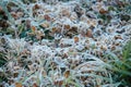 Snow and rime ice on the branches of bushes. Autumn winter background with twigs covered with hoarfrost. Green leaves covered with Royalty Free Stock Photo