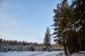 Snow road in spruce forest in winter day. Nice nature ladscape