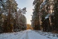 Snow road in spruce forest in winter day. Nice nature ladscape