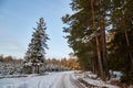 Snow road in spruce forest in winter day. Nice nature ladscape Royalty Free Stock Photo