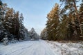 Snow road in spruce forest in winter day. Nice nature ladscape Royalty Free Stock Photo
