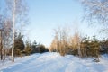 Snow road in the winter forest Royalty Free Stock Photo