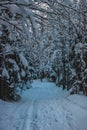 Snow road through the winter forest. Pass through a dense winter forest Royalty Free Stock Photo