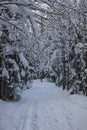 Snow road through the winter forest. Pass through a dense winter forest Royalty Free Stock Photo