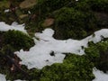 snow and rocks covered in thick grass and green plants and trees Royalty Free Stock Photo