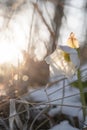 a snow rose in bloom