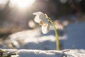 a snow rose in bloom