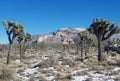 Joshua Tree National Forest with Fallen Snow