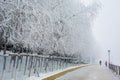 Snow scene Dense fog Rime Songhua River Royalty Free Stock Photo