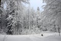Snow scene in a forest Royalty Free Stock Photo