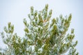 Snow Settles In The Branches of Pine Tree Royalty Free Stock Photo