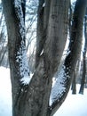 Snow on several tree branches and trunks