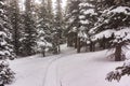 Snow Shoe Tracks near Brainerd Lake in Colorado Winter Forest