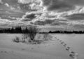 Snow shoe tracks in rural Alaska