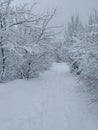 Snow shrubbery