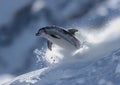 Snow Skiing with a Twist: The Aerodynamic Descent of a Dolphin T