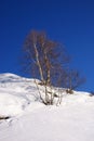 Snow, sky and tree
