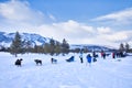 Snow Sled Dogs in Geilo, Norway