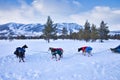 Snow Sled Dogs in Geilo, Norway