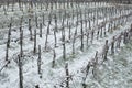 Snow in vineyard