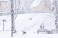 Snow is snowing and children are sliding down the hill. The dog is running