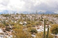 Snow in the Sonoran Desert Royalty Free Stock Photo