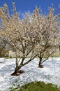 Snow, spring, and apple blossoms Royalty Free Stock Photo