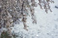 Abnormal natural phenomenon, snowfall at spring during tree blossoming season. Anomaly weather and climate change concept Royalty Free Stock Photo