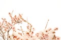 Snow on spring. snowfall on the branches of almond already bloom Royalty Free Stock Photo