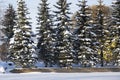 Snow on spruce branches in winter. Tall snow-covered fir trees grow in the city park. Beautiful winter landscape