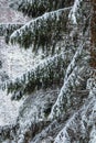 Snow on spruce tree branches in the woods on a grey and cold win Royalty Free Stock Photo