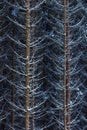 Snow on spruce tree branches in the woods on a grey and cold win Royalty Free Stock Photo