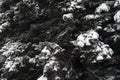 Snow on spruce trees in winter Royalty Free Stock Photo