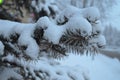 Spruise branch under the snow
