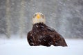 Snow storm with bald eagle. Snowflakes with Haliaeetus leucocephalus, portrait of brown bird of prey with white head, yellow bill.