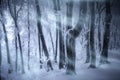 Snow storm blizzard in frozen forest in winter Royalty Free Stock Photo