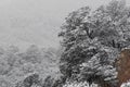 Blizzard at garden of the gods colorado springs rocky mountains during winter covered in snow Royalty Free Stock Photo