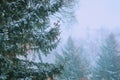 Snow storm in the city park. Snow-covered evergreen firs in a fog of snowflakes. Selective focus.