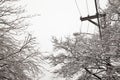 Snow storm, electrical cables and trees Royalty Free Stock Photo