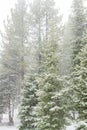 Snow storm in the forest Royalty Free Stock Photo